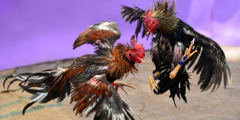 mcw 66 KM Game Bài 3d