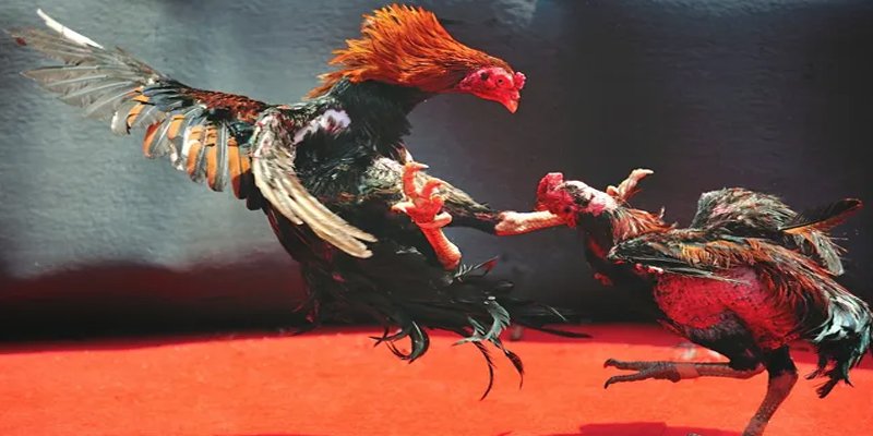 mcw 66 bắn cá h5 chơi ngay