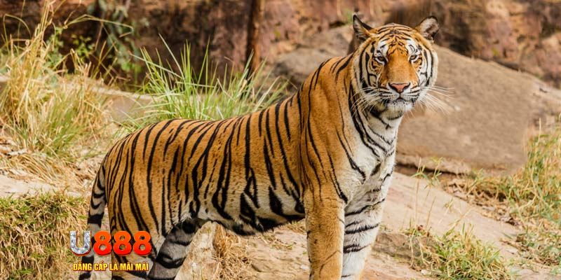 mcw 66 xổ số bình thuận