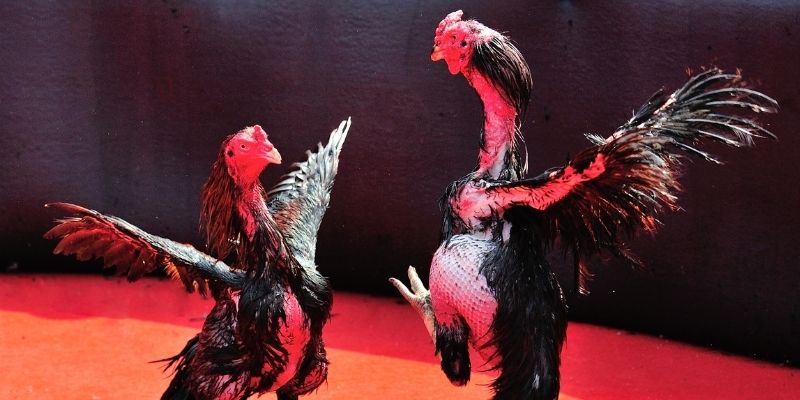 mcw 66 thị trường baccarat là gì