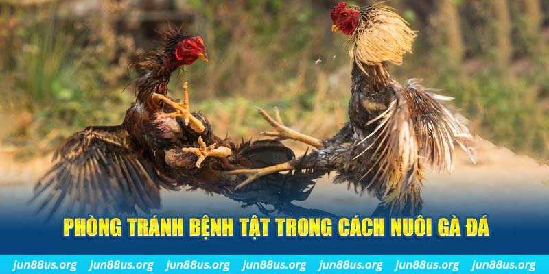 mcw 66 đăng nhập phỏm online
